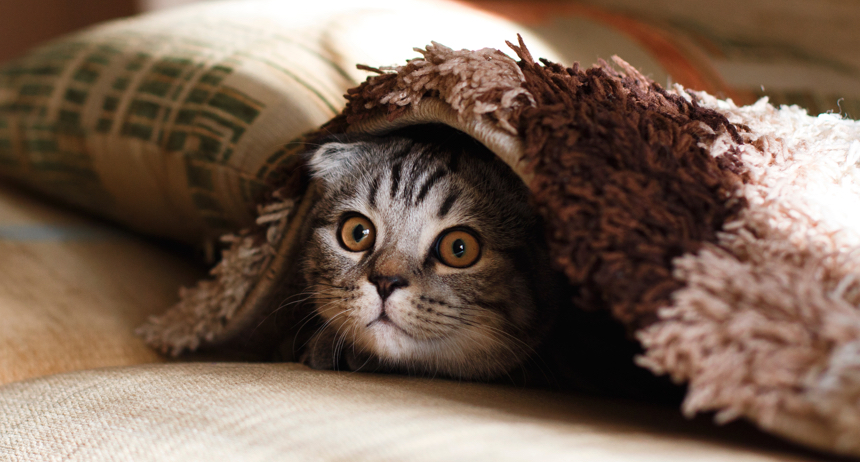 cat sitting